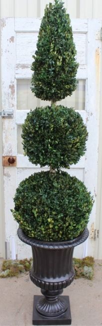 60" Boxwood Double Ball Cone - Click Image to Close